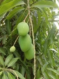 Pokeno Green Mangos